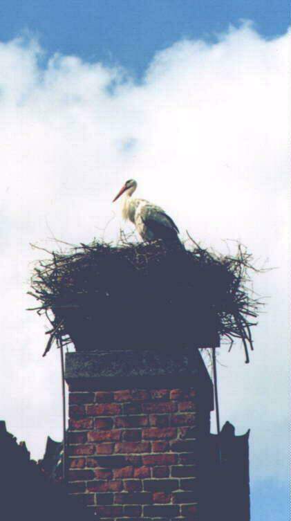 Storken p besg. Juni`97